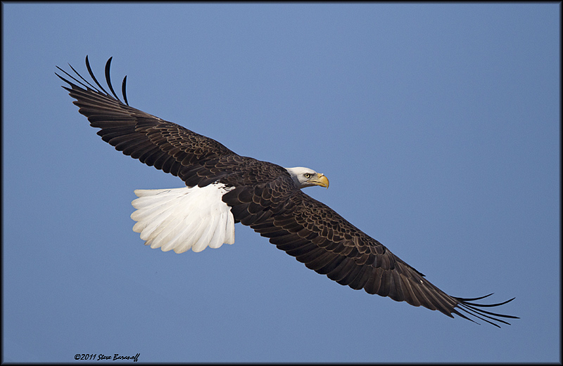 _1SB7587 american bald eagle.jpg